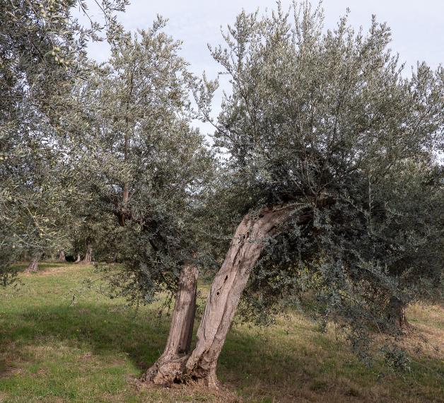 Olivastro di Bucchianico