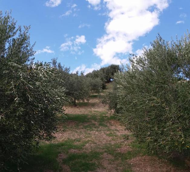 Olivastro di Roccascalegna