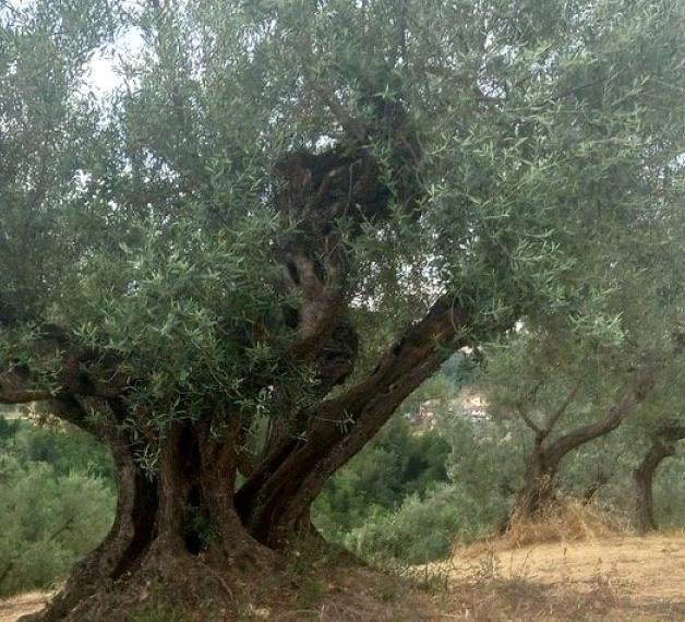 Castiglionese
