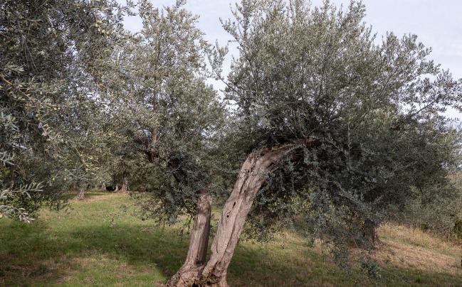 Olivastro di Bucchianico