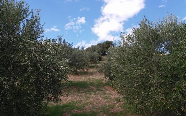 Olivastro di Roccascalegna