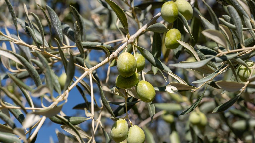 Sapori della Majella