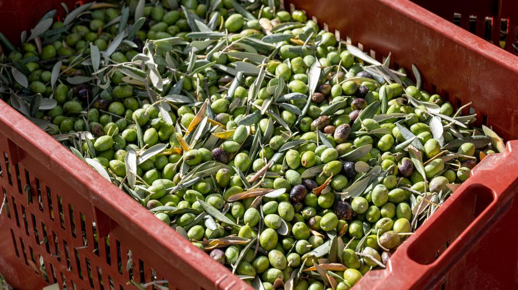 Azienda Agricola Iacovella