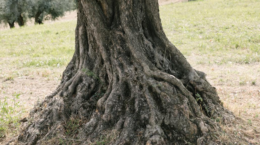 Olivastro di Bucchianico