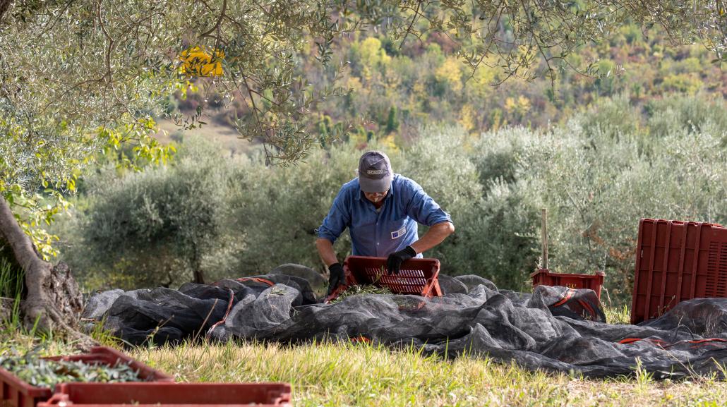 Raccolta delle olive