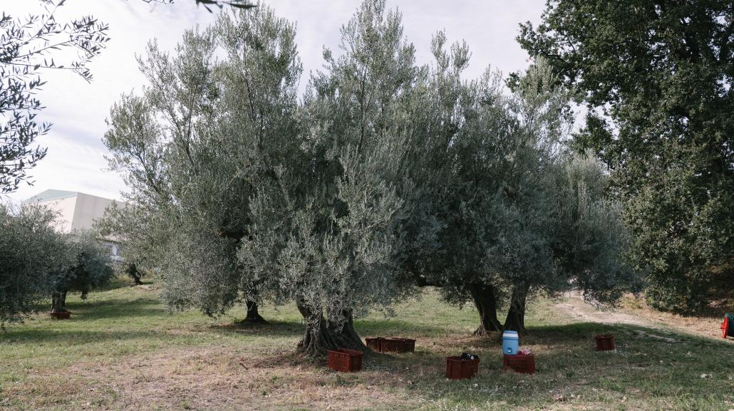 Olivastro di Bucchianico