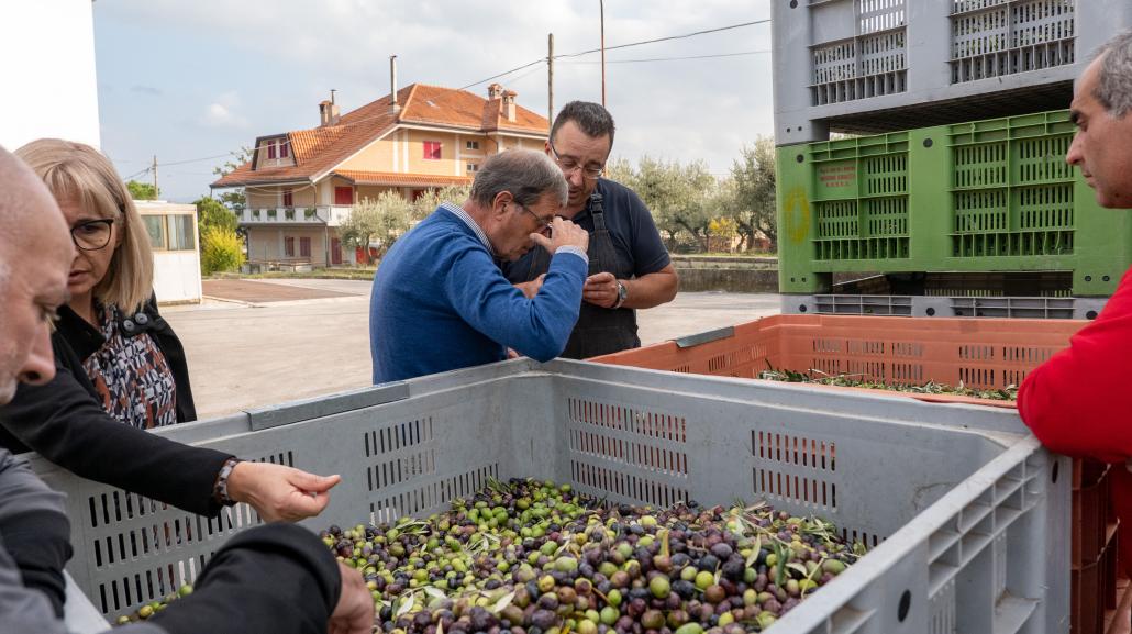 Campagna olearia 2022/2023