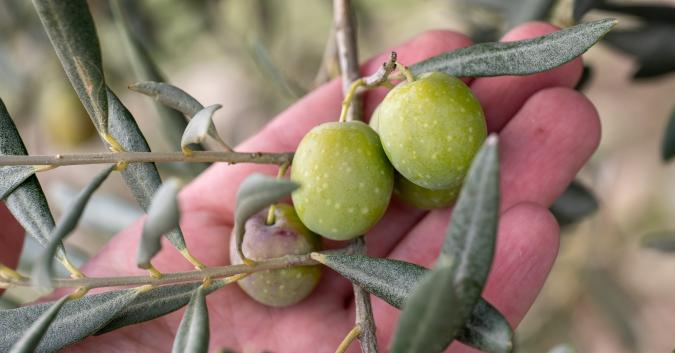 Agricola Iacovella