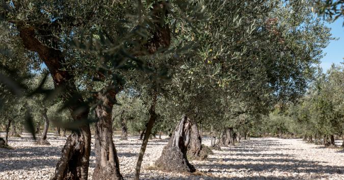 Trappeto di Caprafico