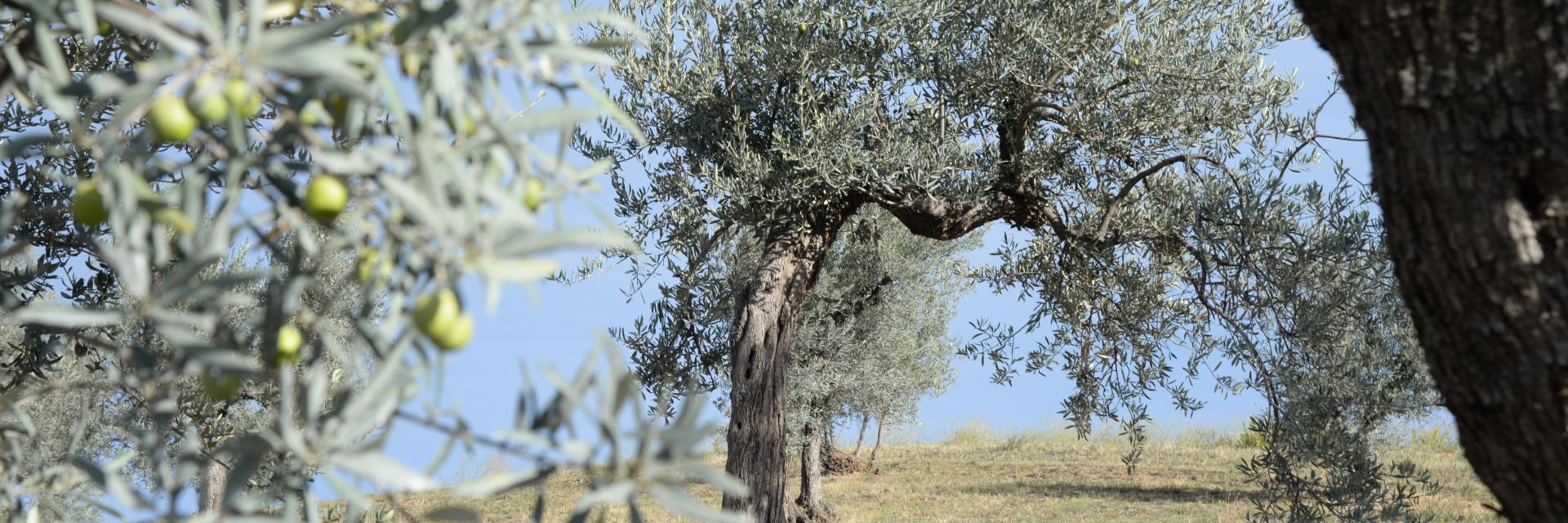 Gentile di Chieti