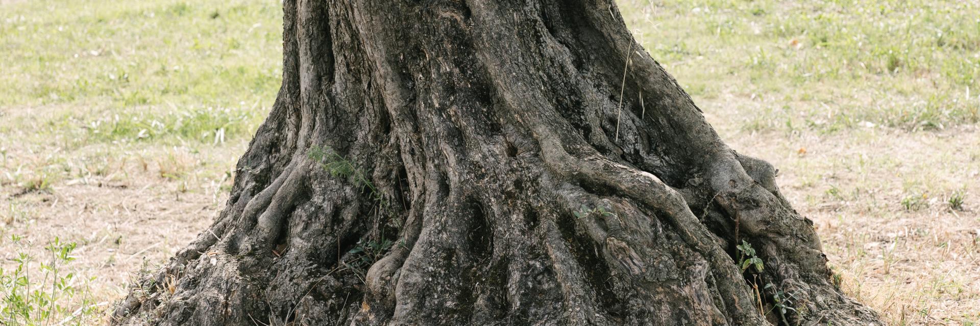 Le cultivar del chietino